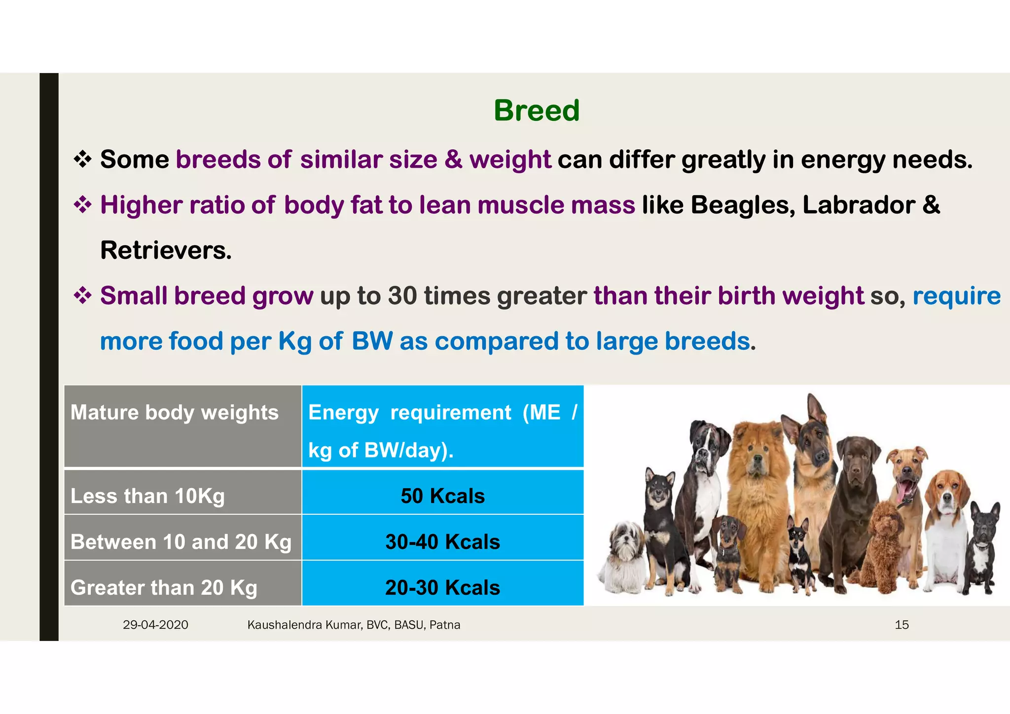 How Do Dog Nutritional Needs Differ from Cats: Essential Insights