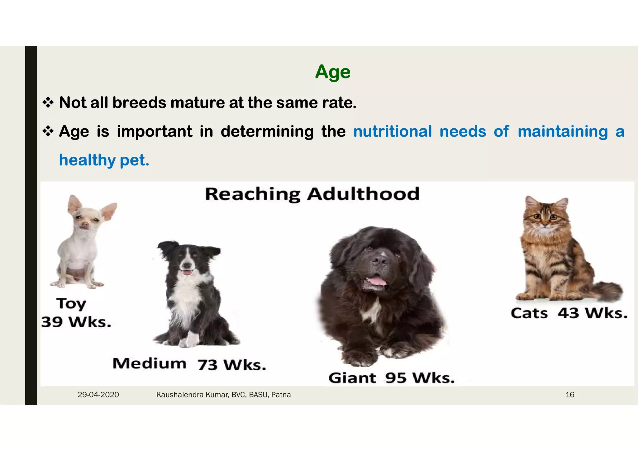 How Do Dog Nutritional Needs Differ from Cats: Essential Insights