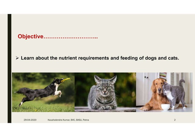 Dog and Cat Nutrition | PDF