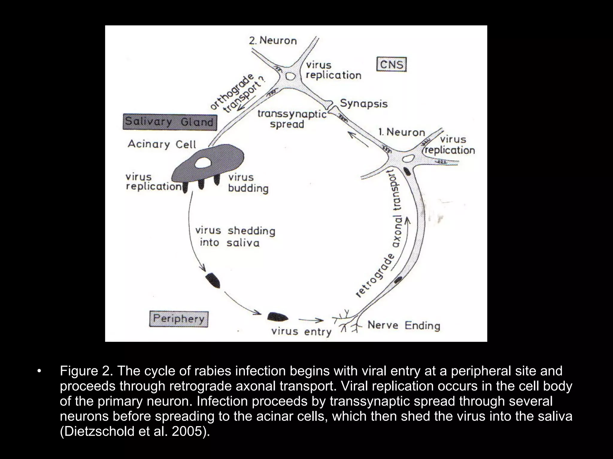 •   Figure 2. The cycle of rabies infection begins with viral entry at a peripheral site and
    proceeds through retrograde axonal transport. Viral replication occurs in the cell body
    of the primary neuron. Infection proceeds by transsynaptic spread through several
    neurons before spreading to the acinar cells, which then shed the virus into the saliva
    (Dietzschold et al. 2005).
 