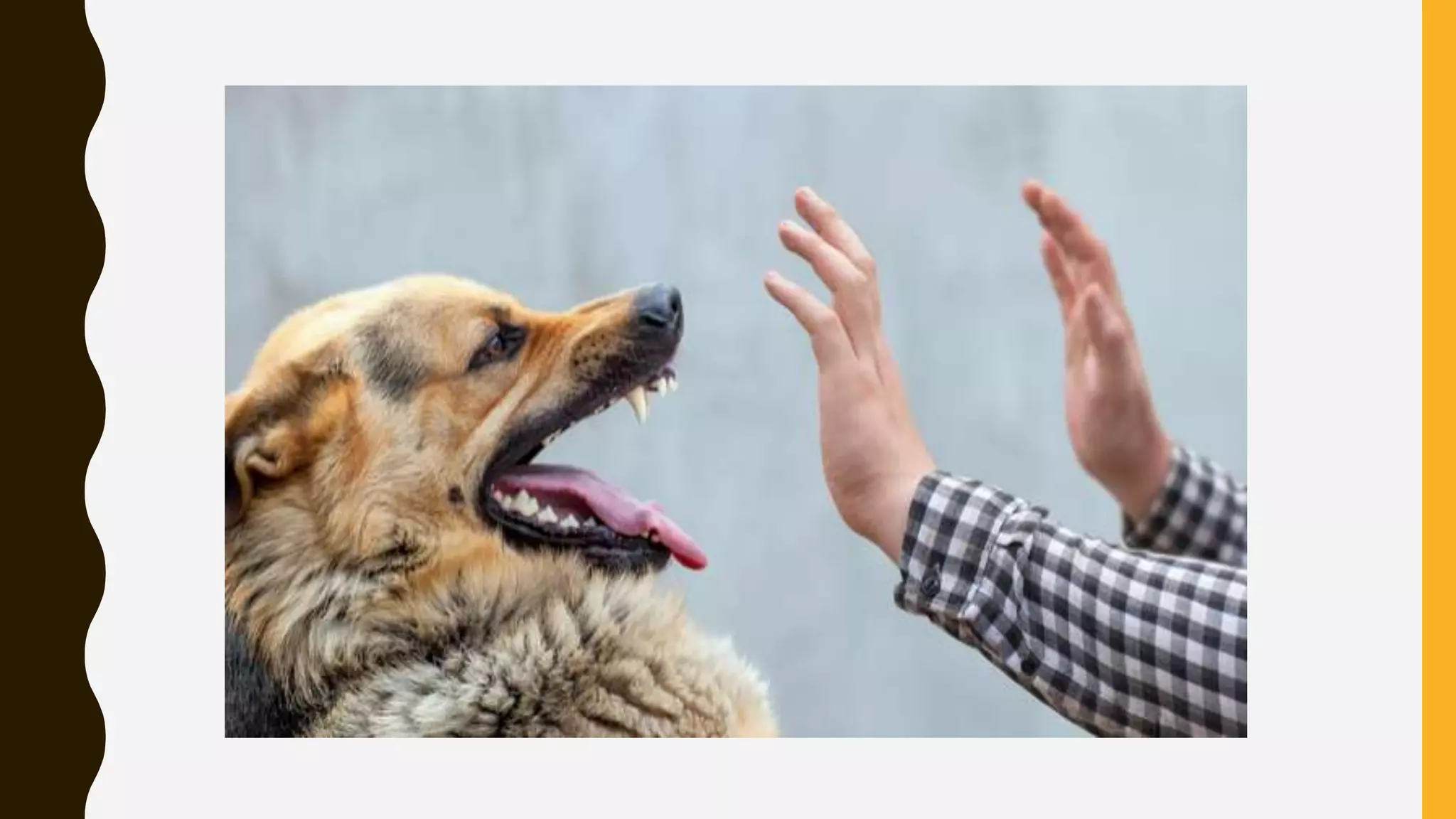 first aid for Dog bite PPT