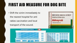 • Shift the victim immediately to
the nearest hospital for anti
rabies vaccination and local
transport of the wound.
FIRST AID MEASURE FOR DOG BITE
 