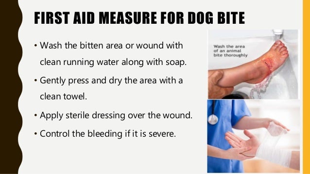 first aid management for dog bite