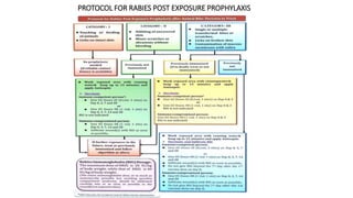 Post Exposure Rabies Protocol DOG BITE management in pediatrics # for Pediatric pgs# topic ...