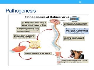 DOG BITE and it's Management-RAVINDRA G O | PPTX