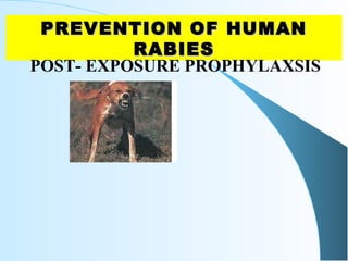 PREVENTION OF HUMANPREVENTION OF HUMAN
RABIESRABIES
POST- EXPOSURE PROPHYLAXSIS
 