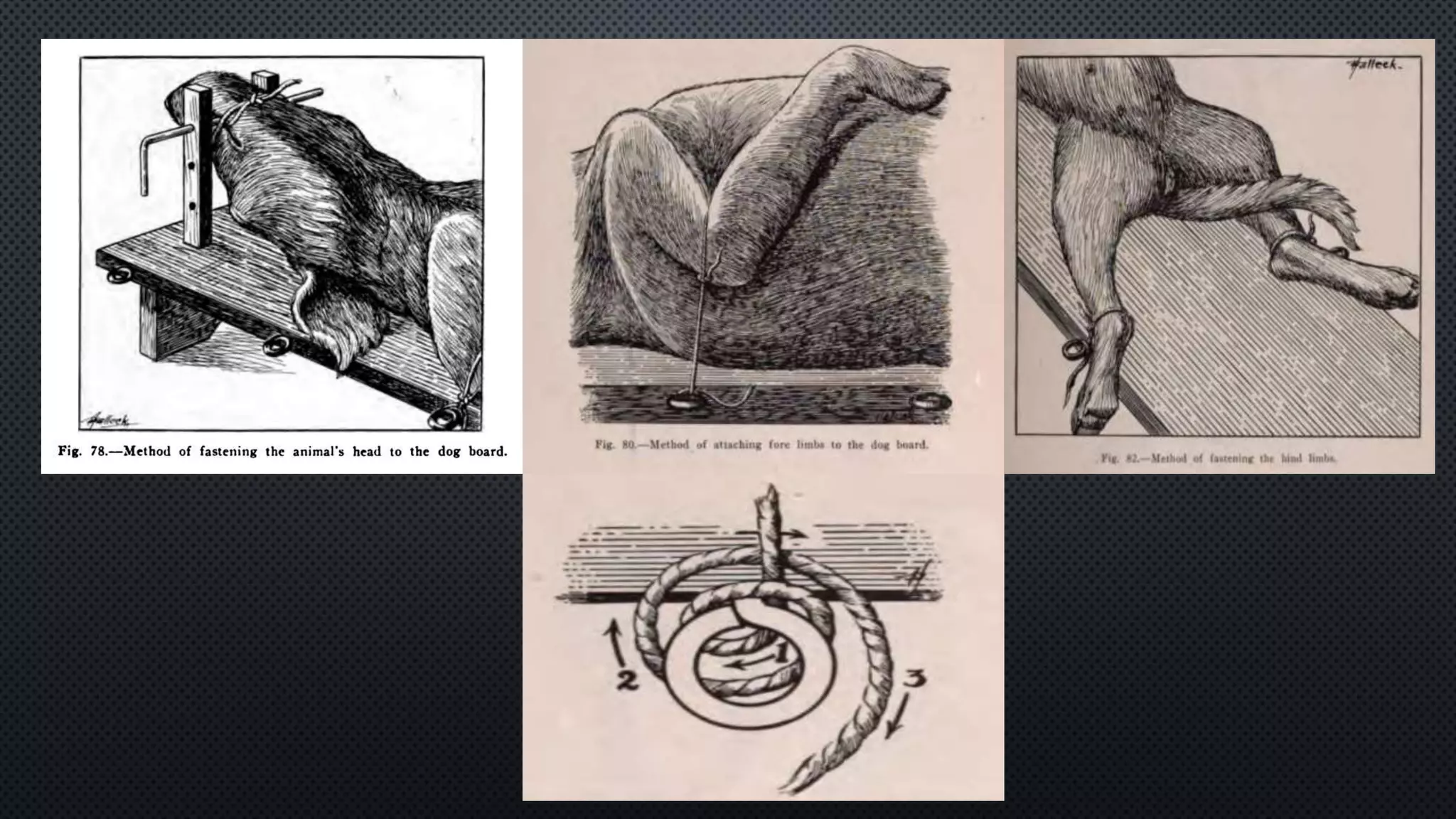 Dog blood pressure PPTX