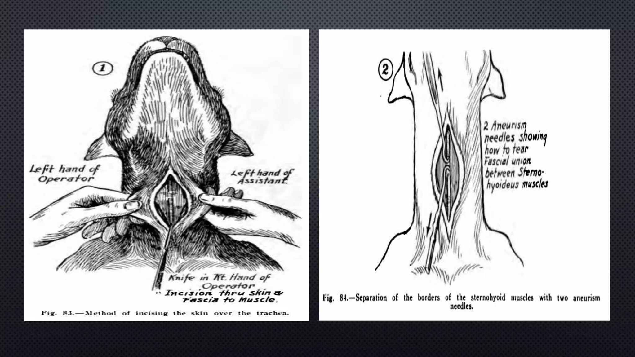 Dog blood pressure PPTX