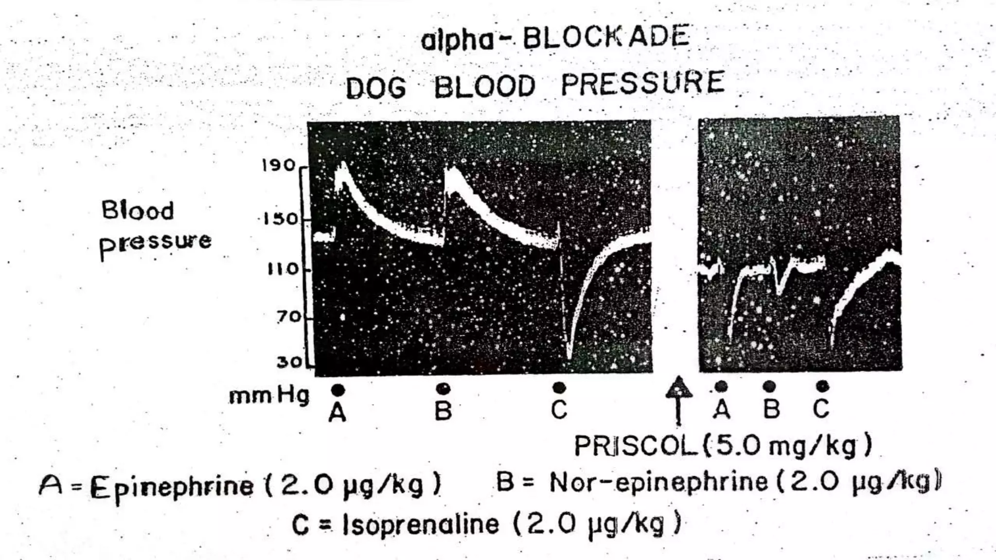 Dog blood pressure PPTX