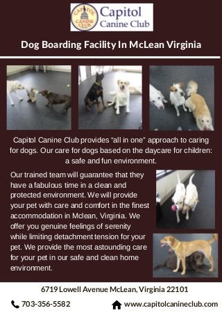 Dog Boarding Facility In McLean Virginia
6719 Lowell Avenue McLean, Virginia 22101
Capitol Canine Club provides “all in one” approach to caring
for dogs. Our care for dogs based on the daycare for children:
a safe and fun environment.
703-356-5582 www.capitolcanineclub.com
Our trained team will guarantee that they
have a fabulous time in a clean and
protected environment. We will provide
your pet with care and comfort in the finest
accommodation in Mclean, Virginia. We
offer you genuine feelings of serenity
while limiting detachment tension for your
pet. We provide the most astounding care
for your pet in our safe and clean home
environment.
 