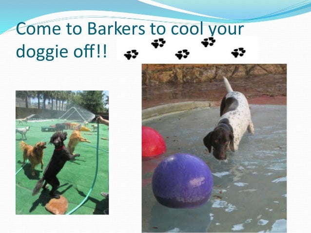 Dog Day Care In Fort Lauderdale Dog Day Care In Fort Lauderdale