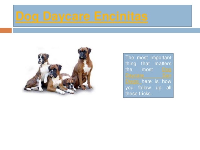 Dog Boarding Encinitas Dog Boarding Encinitas