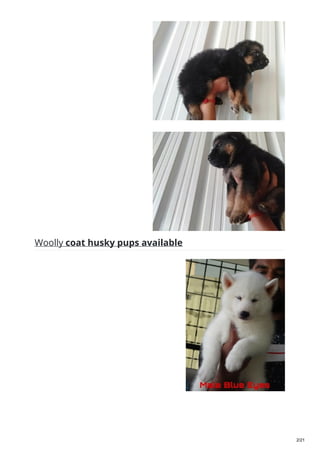 Woolly coat husky pups available
2/21
 