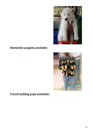 Rottweiler puppies available
French bulldog pups available:
3/21
 