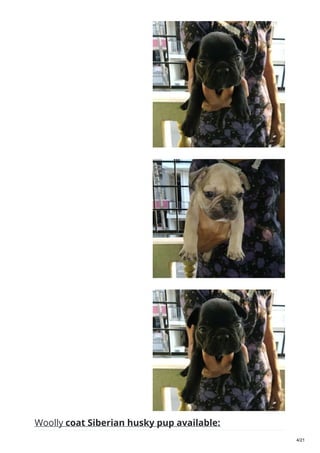 Woolly coat Siberian husky pup available:
4/21
 