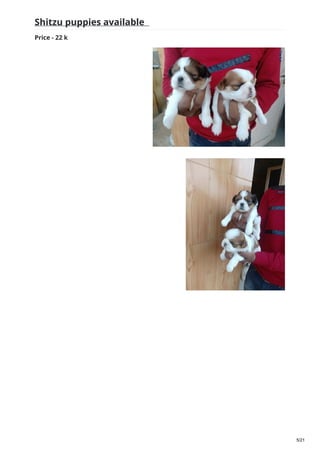 Shitzu puppies available
Price - 22 k
5/21
 