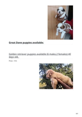 Great Dane puppies available:
Golden retriever puppies available (6 males,2 females) 40
days old.
Price : 14 k
6/21
 