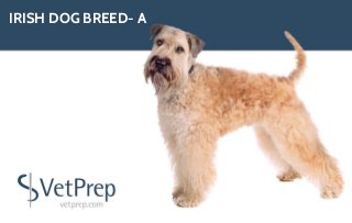IRISH DOG BREED- A
 