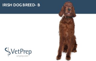 IRISH DOG BREED- B
 