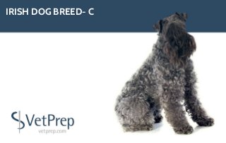 IRISH DOG BREED- C
 