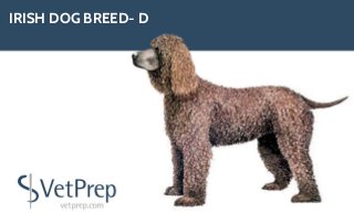 IRISH DOG BREED- D
 