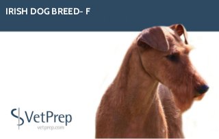 IRISH DOG BREED- F
 