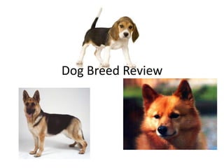 Dog Breed Review 