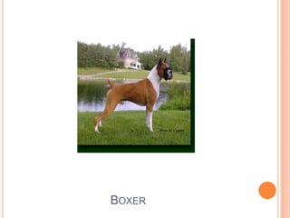 Boxer