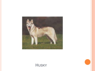 Husky
