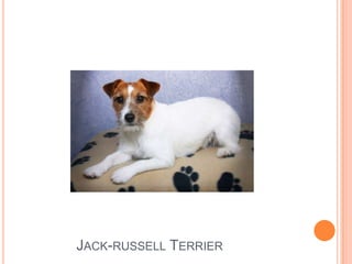 Jack-russell Terrier