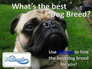 What’s the best  Dog Breed? Use Pikimal to find the best dog breed for you! 