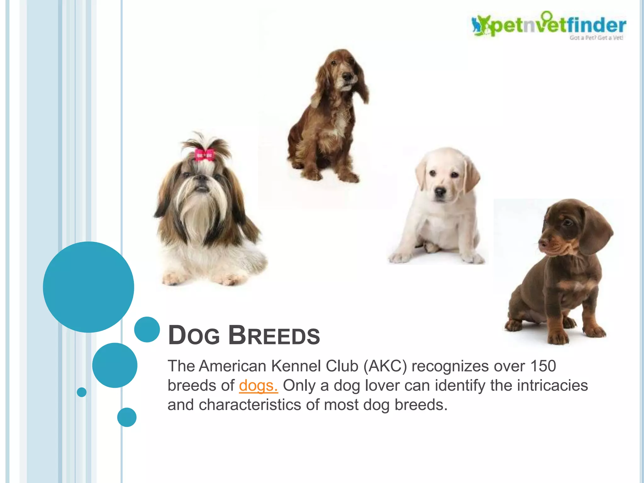 How Many Dog Breeds are Recognized by the AKC: Ultimate Guide