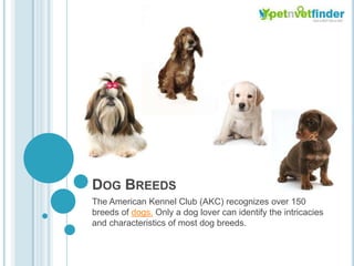 Dog Breeds The American Kennel Club (AKC) recognizes over 150 breeds of dogs. Only a dog lover can identify the intricacies and characteristics of most dog breeds.  