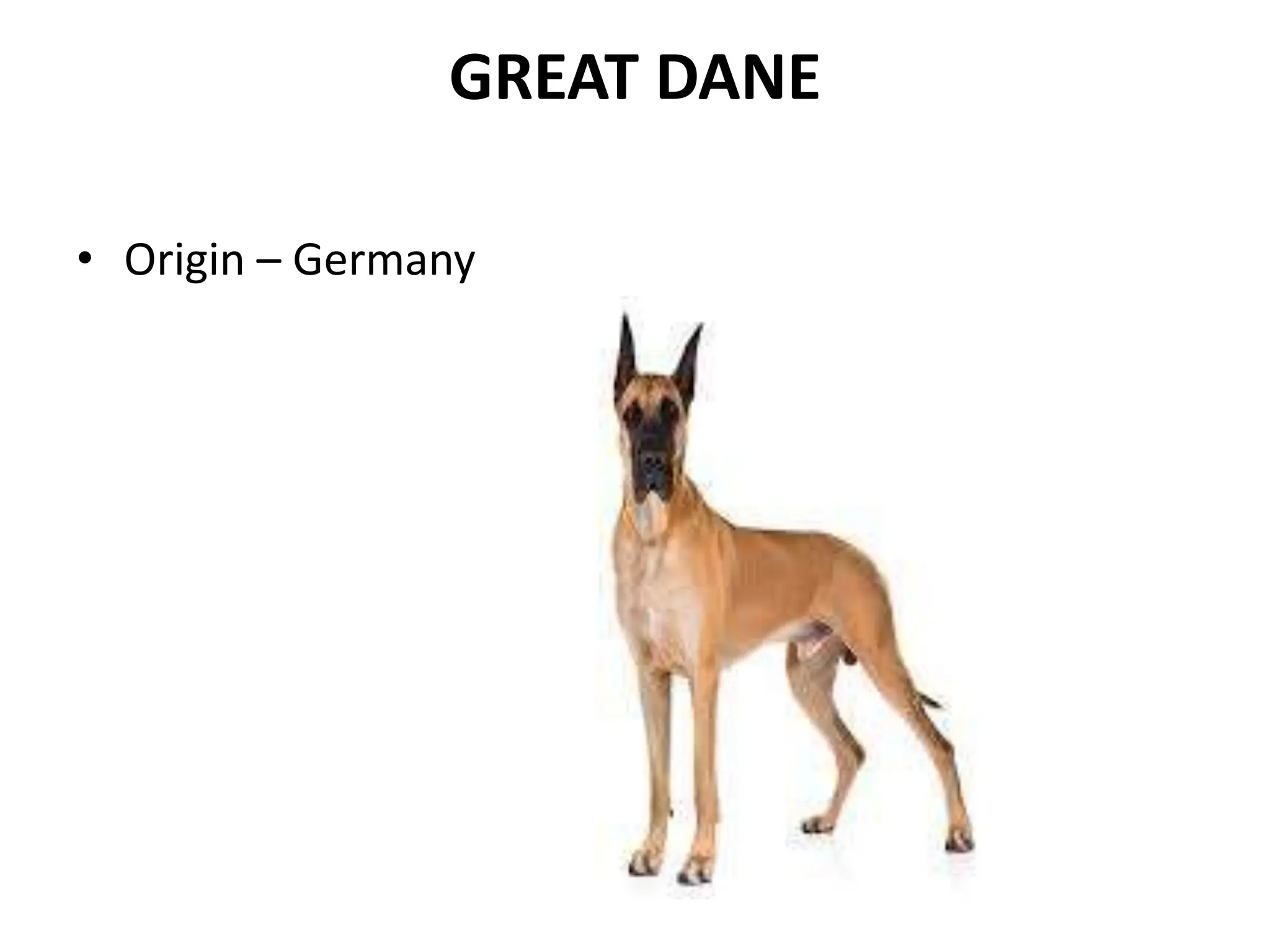 Dog breeds.ppt dog breeds classification | PPT