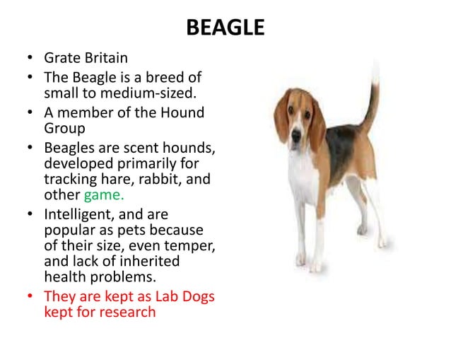Dog breeds.ppt dog breeds classification | PPT