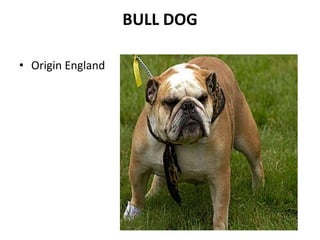 Dog breeds.ppt dog breeds classification | PPT