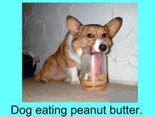 confucius meme peanut butter