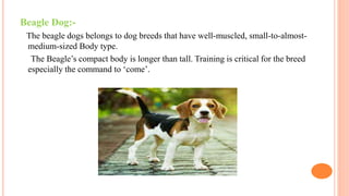 Dog breeds and feeding presentation and details | PDF