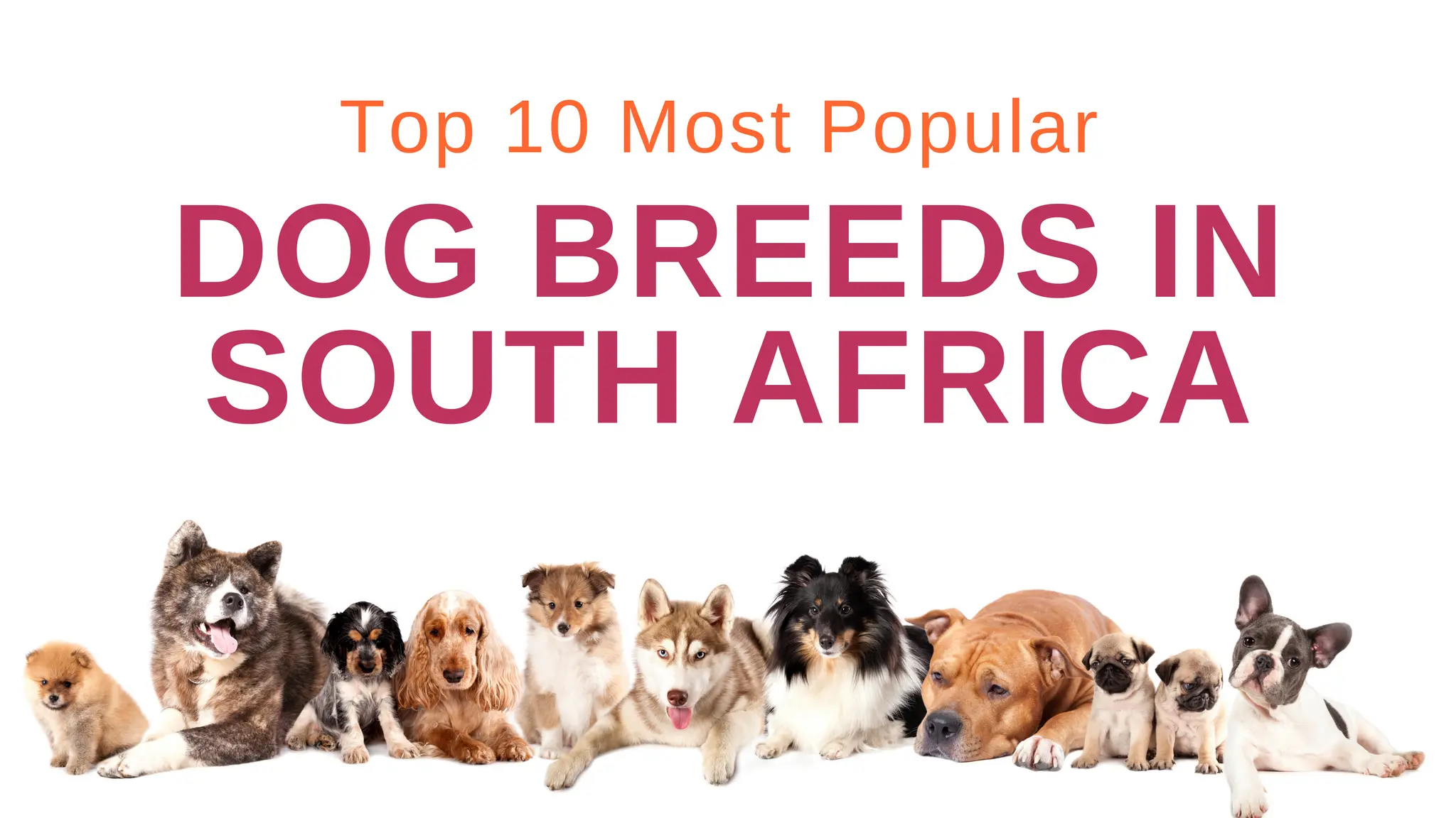 Dog Breeds In South Africa PPT dog-breeds-in-south-africa-ppt