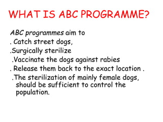 Abc Program Dog dog breeds lmtc.pptx