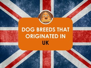 DOG BREEDS THAT
ORIGINATED IN
UK
 