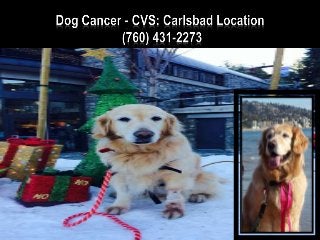 Animal Cancer - CVS Angel Care (951) 600-9803