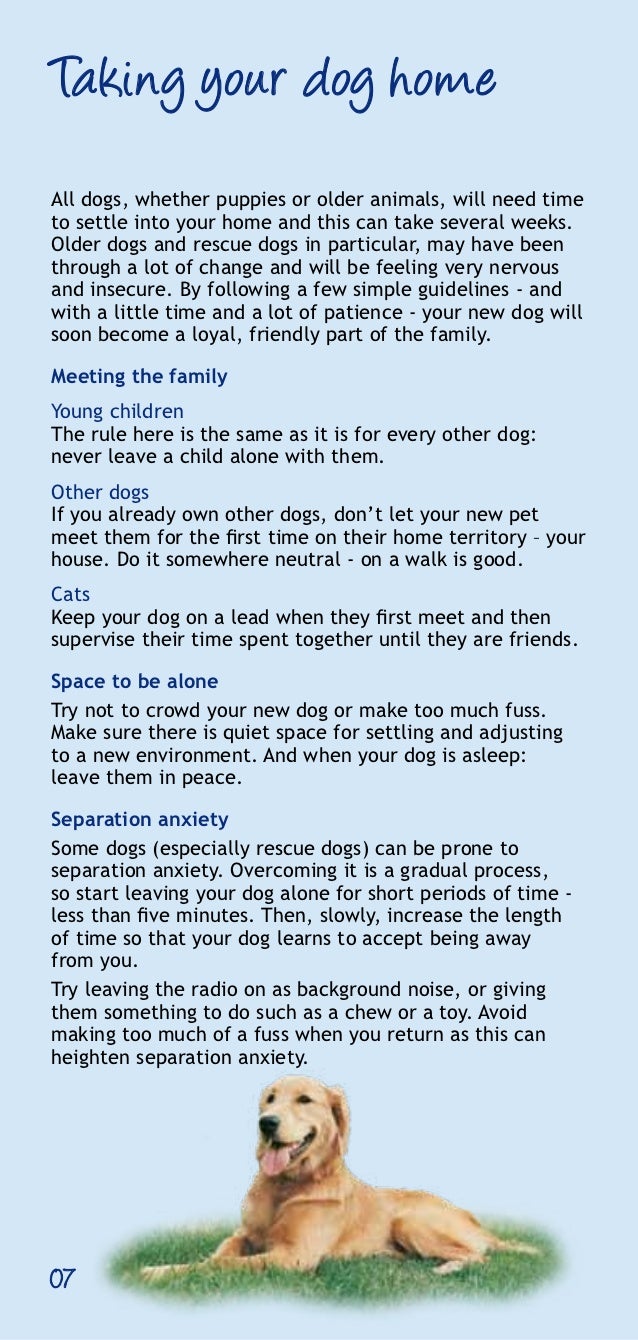 Dog care guide