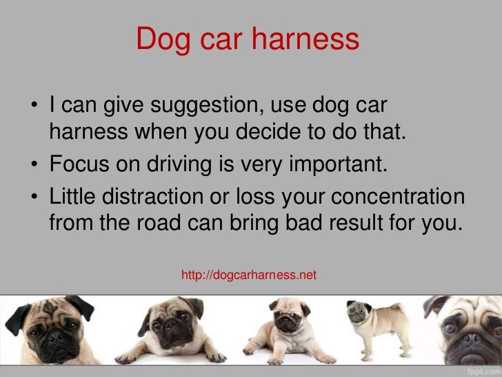 dog driving harness