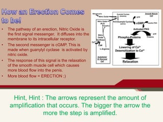 Hint, Hint : The arrows represent the amount of
amplification that occurs. The bigger the arrow the
more the step is amplified.
• The pathway of an erection, Nitric Oxide is
the first signal messenger. It diffuses into the
membrane to its intracellular receptor.
• The second messenger is cGMP. This is
made when guanylyl cyclase is activated by
nitric oxide.
• The response of this signal is the relaxation
of the smooth muscle cell which causes
more blood flow into the penis.
• More blood flow = ERECTION ;)
Delete text and place photo here.
 