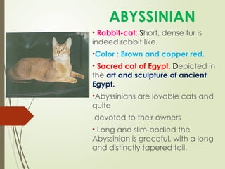 Dog & cat Breeds agb-1-1214567889976543236 | PPT