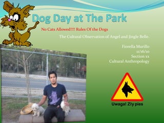 Dog Day at The Park  No Cats Allowed!!!! Rules Of the Dogs The Cultural Observation of Angel and Jingle Belle.  Fiorella Murillo 11/16/10 Section xx Cultural Anthropology 