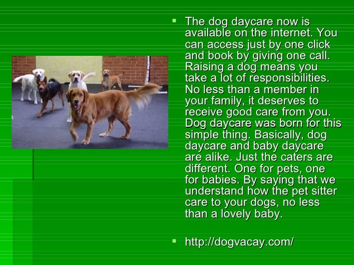 Dog daycare why do you need a dog daycare center