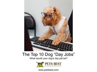 The Top 10 Dog “Day Jobs”
What would your dog’s day job be?
www.petsbest.com
 