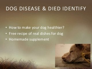 DOG DISEASE & DIED IDENTIFY
• How to make your dog healthier?
• Free recipe of real dishes for dog
• Homemade supplement
 